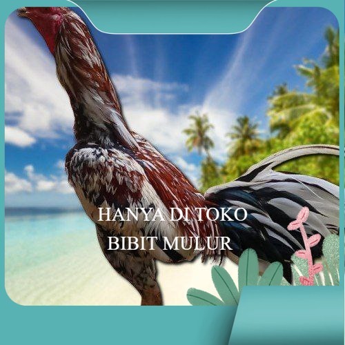

telur ayam Bangkok mangon ORI (Telur fertil) bibit.mulur