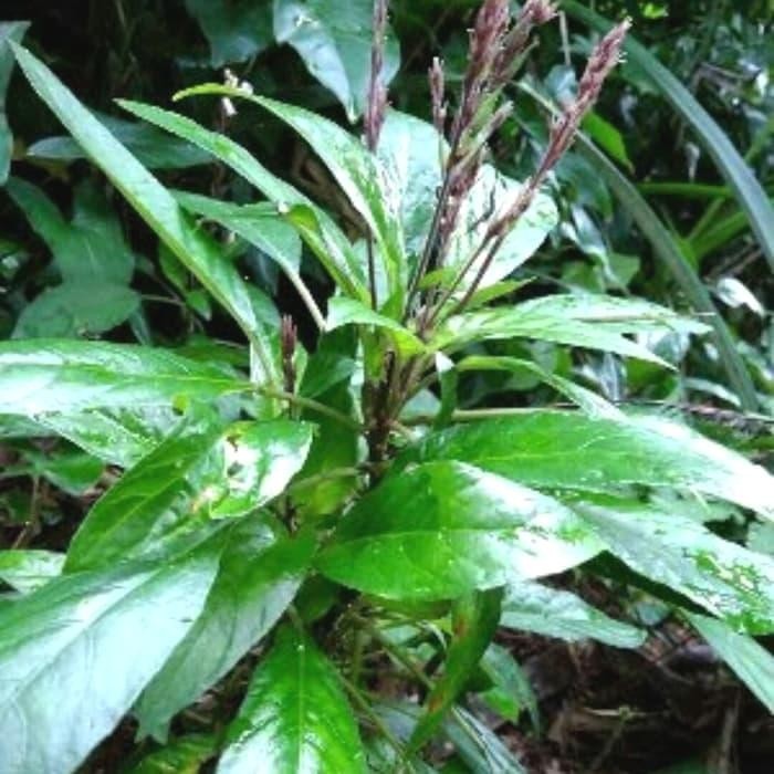 

promo DAUN RENDE LALAP SEGAR ready
