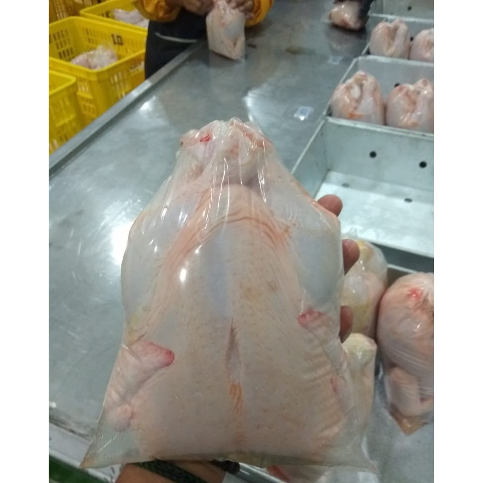 

Grosir Ayam Boiler Utuh Halal MUI Frozen Murah
