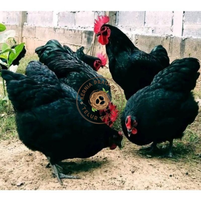 

TELUR AYAM HIAS PETELUR AUSTRALORP UNTUK DI TETASKAN KURNIA PRATAMA ID