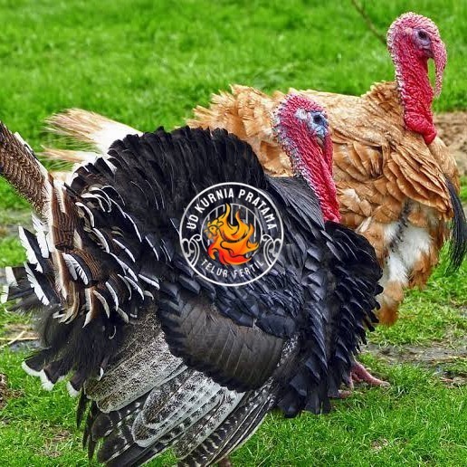 

Telur ayam kalkun jumbo / telur ayam hias / telur fertil siap tetas UD KURNIA PRATAMA