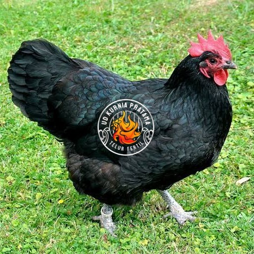 

Telur ayam black australorp fertil asli siap ditetaskan UD KURNIA PRATAMA