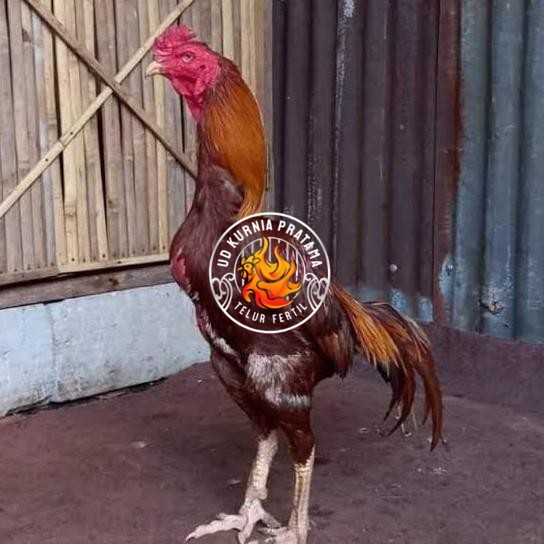 

Telur ayam bangkok shamo brazil / ayam petarung aduan untuk ditetaskan UD KURNIA PRATAMA