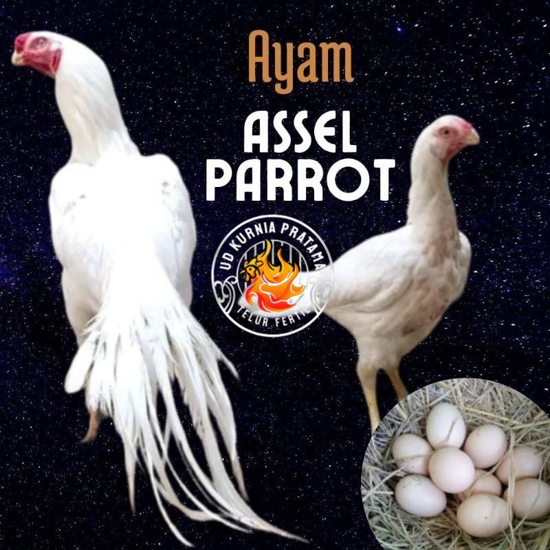 

telur ayam hias assel parrot untuk di tetaskan UD KURNIA PRATAMA