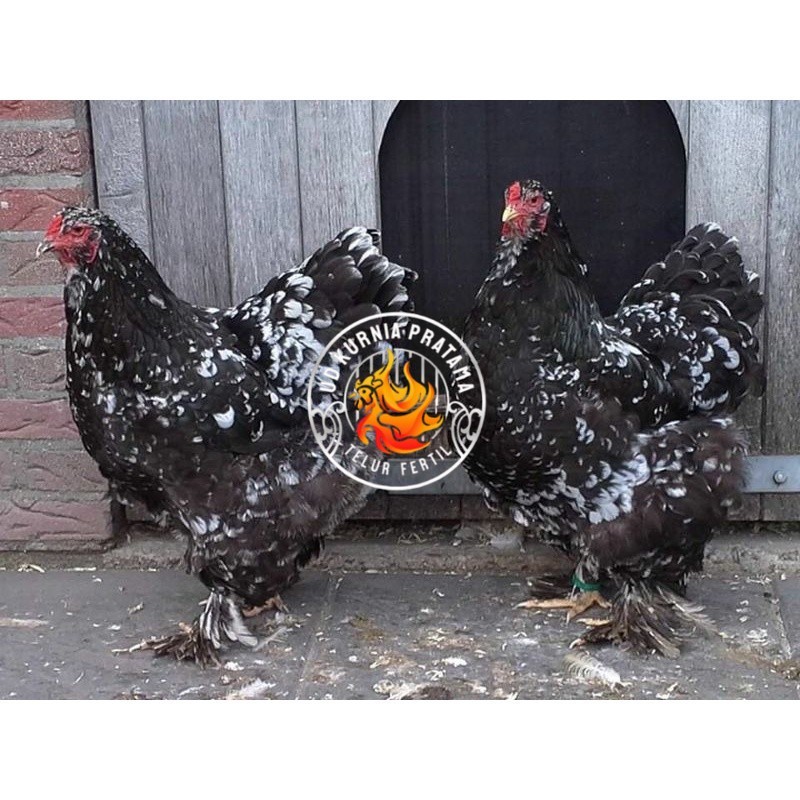 TELUR AYAM HIAS BRAHMA BLACK MOTTLED UNTUK DI TETASKAN UD KURNIA PRATAMA