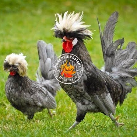 

Telur ayam poland / telur ayam hias / telur fertil siap cod UD KURNIA PRATAMA