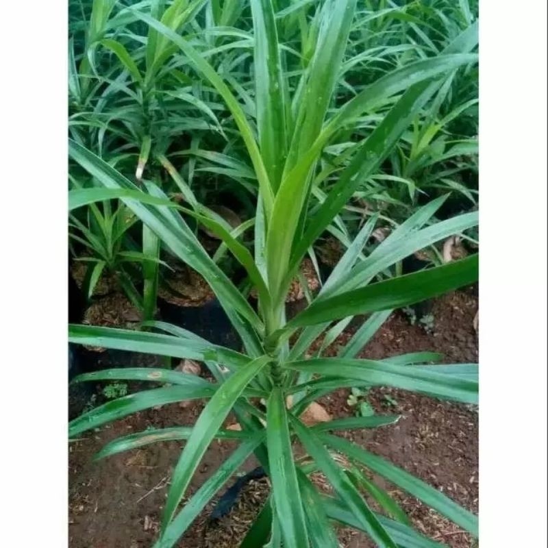 

DAUN SUJI SEGAR BARU PETIK 1KG