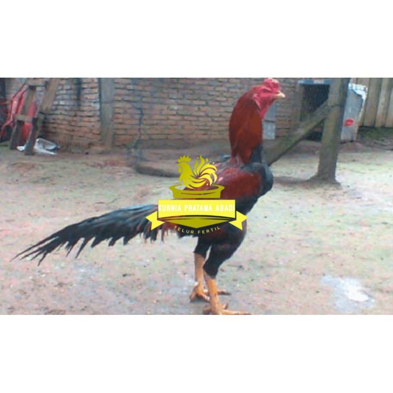 TELUR AYAM PAKHOY TURUNAN IMPORT KURNIA PRATAMA ABADI