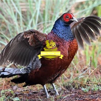 

Telur ayam hias ringneck hume's pheasant fertil siap ditetaskan KURNIA PRATAMA ABADI