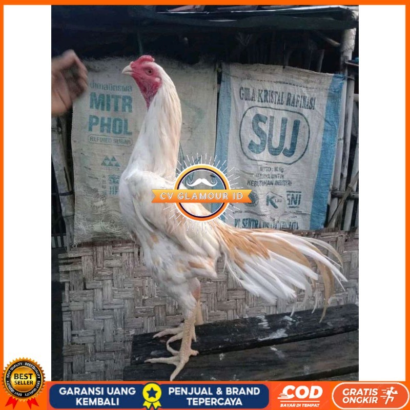 

TELUR FERTIL PLUCKER PAKOY ISTIMEWA CV GLAMOUR ID