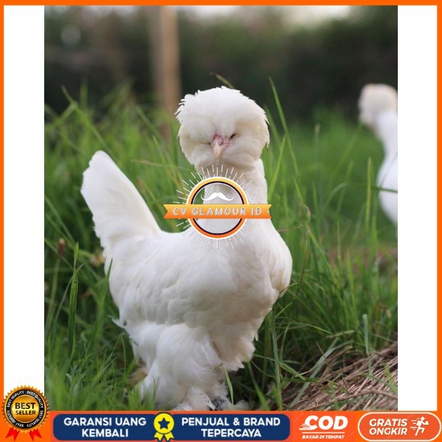 

Telur ayam hias sultan fertil siap ditetaskan Langsung CV GLAMOUR ID