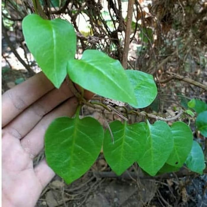 

OHI Daun binahong segar 200 gram KC