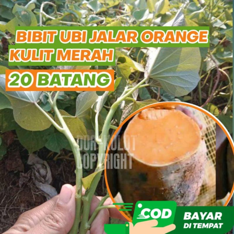 Bibit Ubi Jalar Kuning 20 Batang Umbi Jalar Orange Ubi Oren