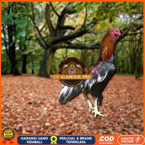 

Telur Ayam Pakhoy Super Vertil Siap Di Tetaskan Jaminan Super Oiginal Bergaransi Valid CV GLAMOUR PRO