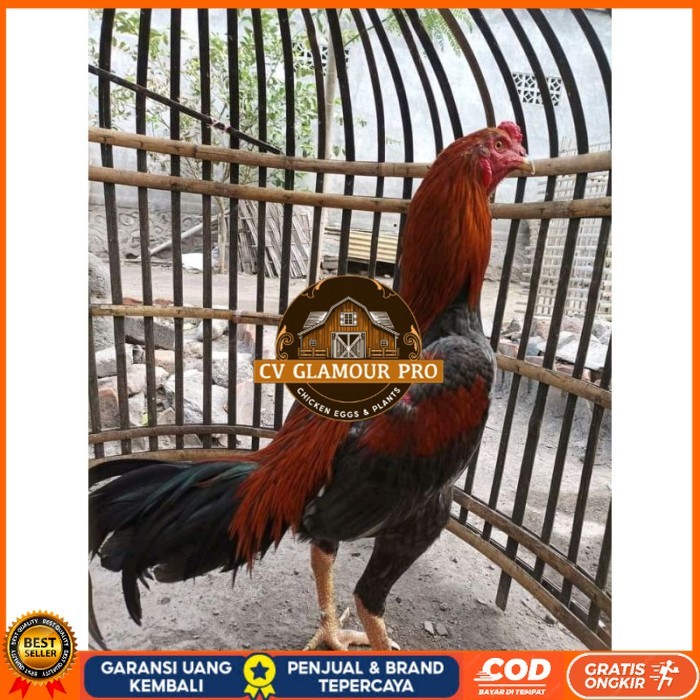 

TELUR FERTIL PLUCKER PAKOY ISTIMEWA original berkualitas CV GLAMOUR PRO
