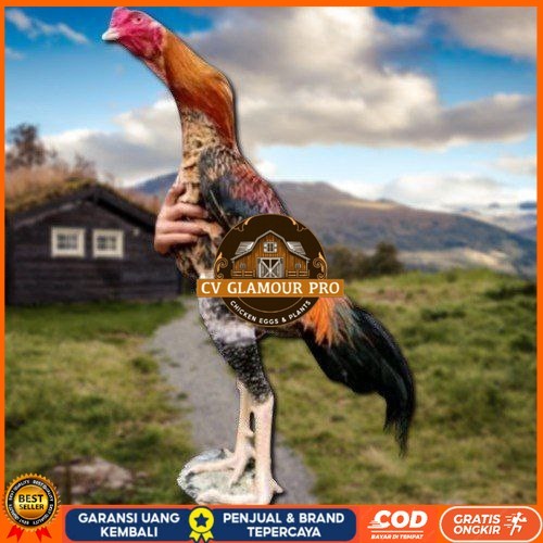 

telur tetas ayam oshamo besar CV GLAMOUR PRO