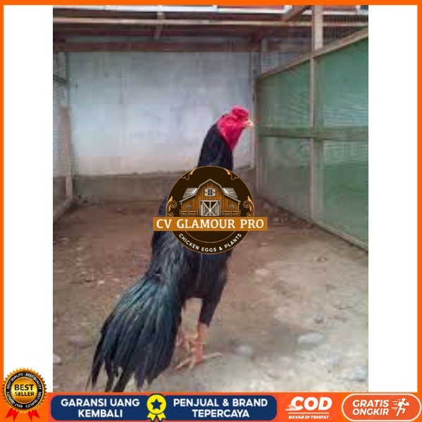 

TELUR TETAS AYAM PAKHOY TANGGUH UNTUK DI TETASKAN CV GLAMOUR PRO