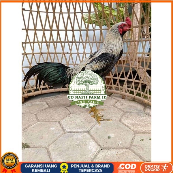 

ayam pama IQ telur fertill 100% terlaris UD NAFII FARM ID