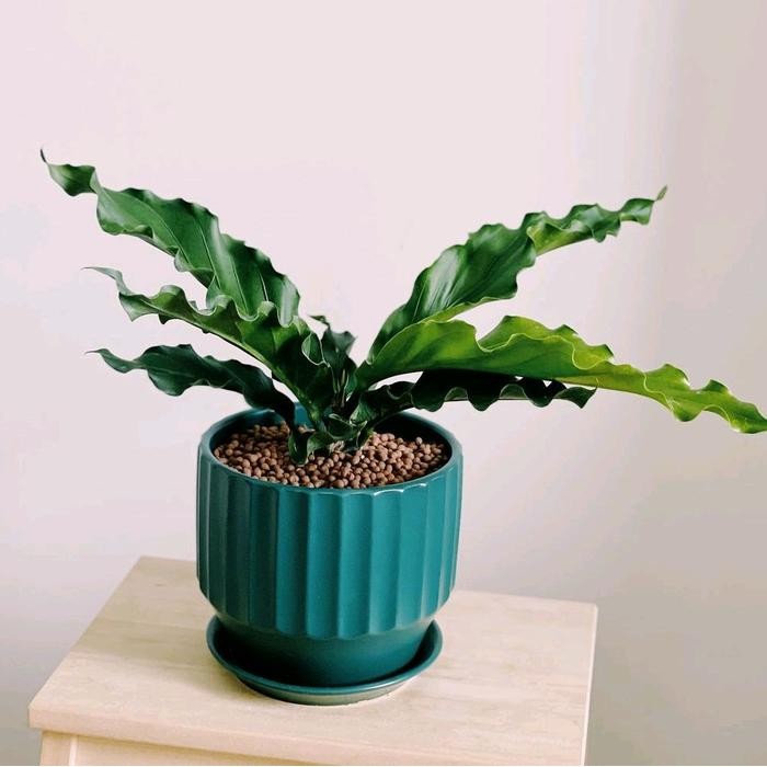 tanaman hias artificial anthurium gelombang cinta - tanaman hidup gelombang cinta