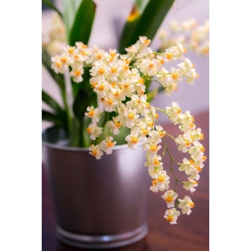 Anggrek Oncidium Twinkle White Dewasa Siap Berbunga - Bunga Hias Angrrek Oncidium
