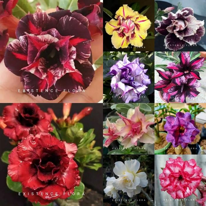 Paket 10 jenis Adenium Kamboja Jepang bunga tumpuk