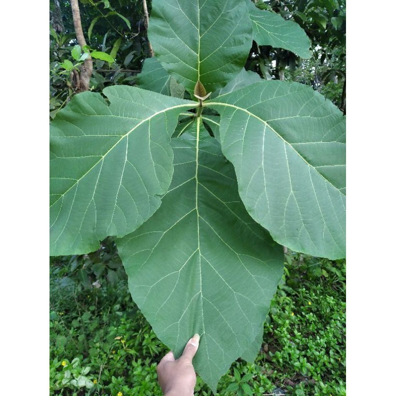 

Promo daun jati segar langsung petik murah bagus untuk obat herbal alami Aulia