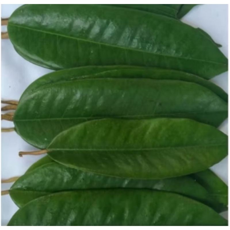 

new.. daun durian fresh herbal alami 100 lembar