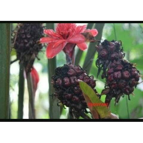 

Gelaskosong11 Buah Honje merah /Laka Kecombrang Segar Herbal obat langsung petik KC