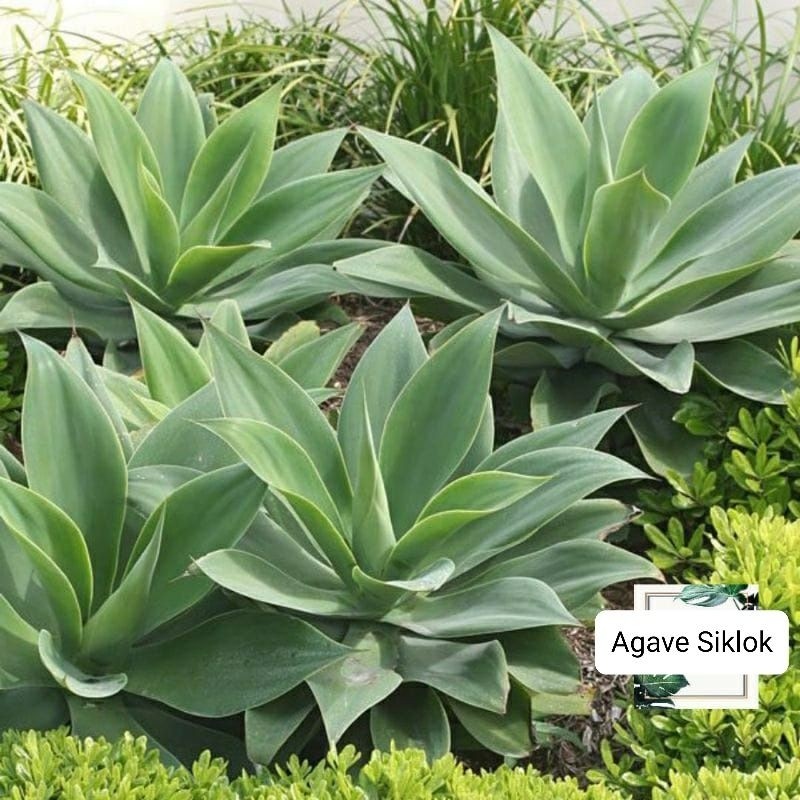 Tanaman Siklok /Agave Hijau / Agave Attenuata