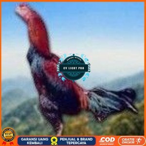 

telur ayam cos shamo asli untuk di tetaskan CV LIGHT PRO