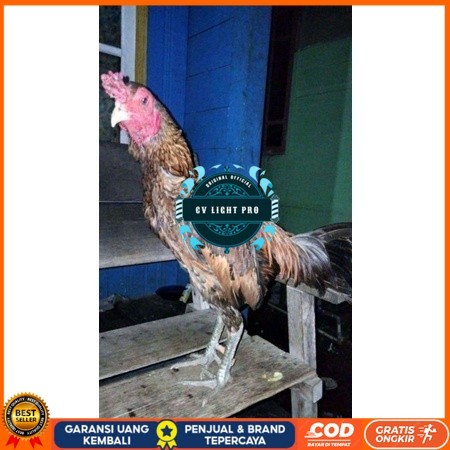 

ayam bulbi tampar tampar telur fertill terbaru original berkualitas CV LIGHT PRO