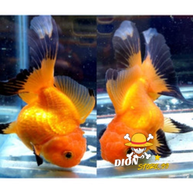 Perlengkapan aquarium Koki Oranda black gold rostyale aquarium sz 7-8 cm