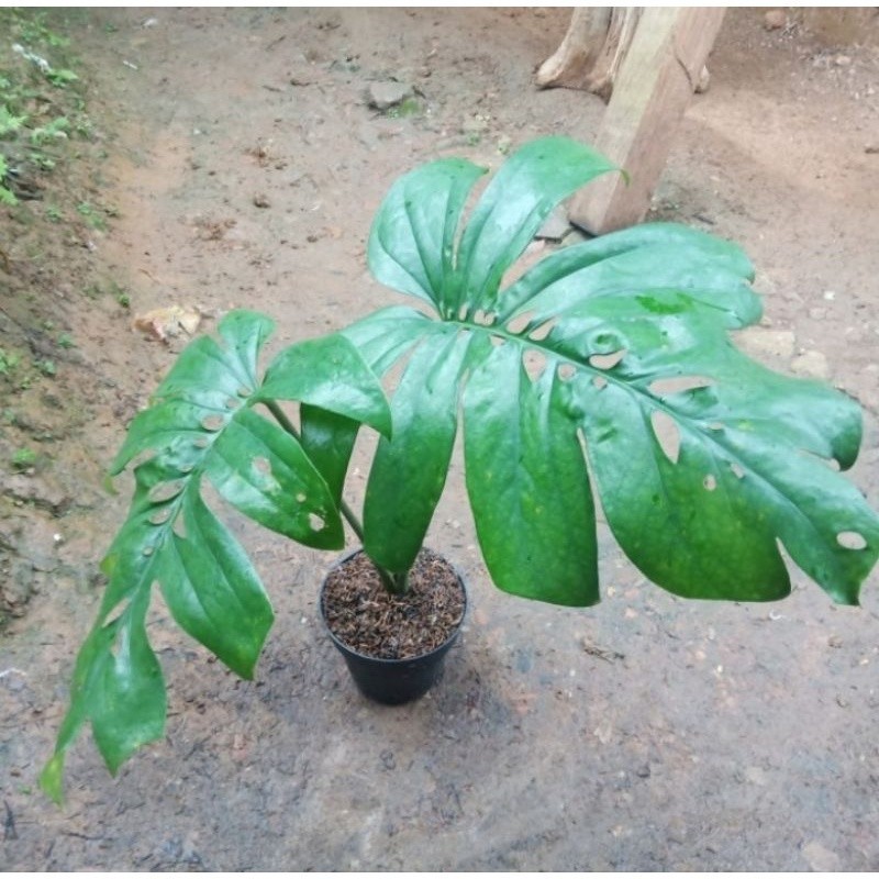 tanaman hias amydrium medium