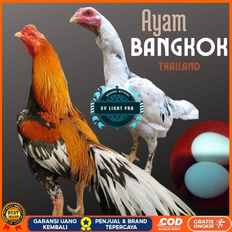 

telur ayam bangkok petarung bisa untuk di tetaskan CV LIGHT PRO