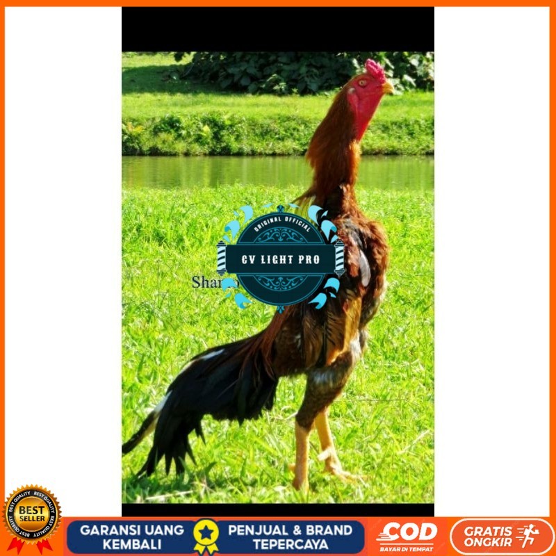 

TELUR AYAM SHAMO UNTUK DI TETASKAN CV LIGHT PRO