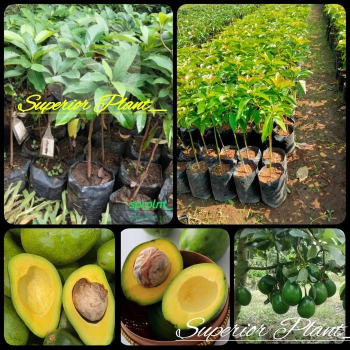 BIBIT ALPUKAT MENTEGA OKULASI ALPUKAT MENTEGA SUPER