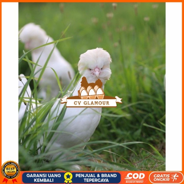 

Telur ayam hias sultan fertil bisa ditetaskan Langsung CV GLAMOUR