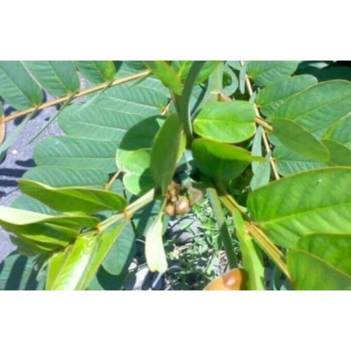 

COD Daun herbal ketepeng segar 1kg Terlaris .