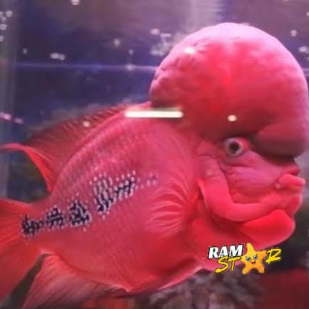 ikan louhan kamfa Klasik lohan 3-4 cm / clasic / klasic