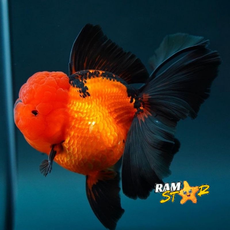 

MAS KOKI ORANDA BLACK GOLD GRADE A+ 8-11 CM
