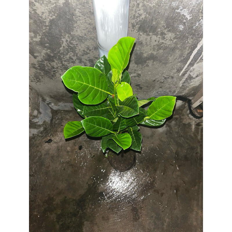 JAMIN MURAH Bibit Nangka Merah Thailand siap berbuah super(BISA LANGSUNG ORDER)