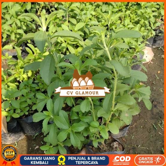 Dapat 5 Bibit Stevia Pengganti Gula | Bibit Daun Manis Stevia Bibit Tanaman Super Unggul CV GLAMOUR