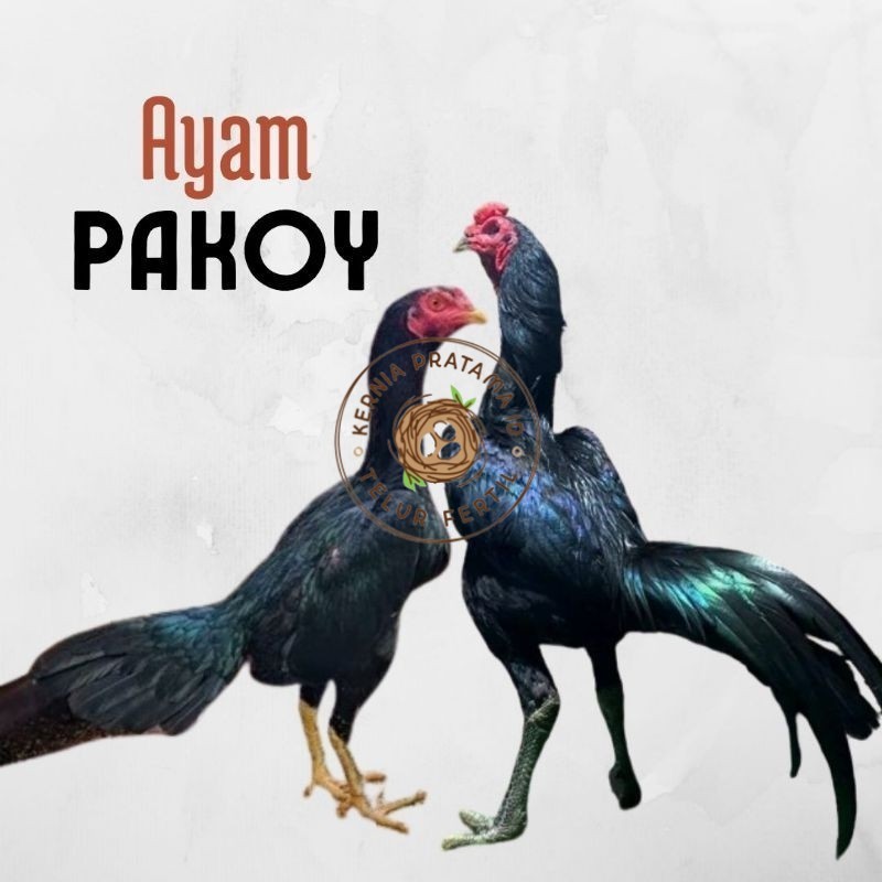 

telur ayam pakhoy ori thailand petarung bisa untuk di tetaskan KURNIA PRATAMA ID