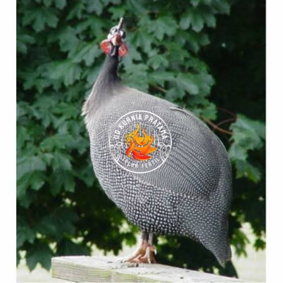 

Telur ayam mutiara hias fertil siap ditetaskan - ayam mutiara UD KURNIA PRATAMA