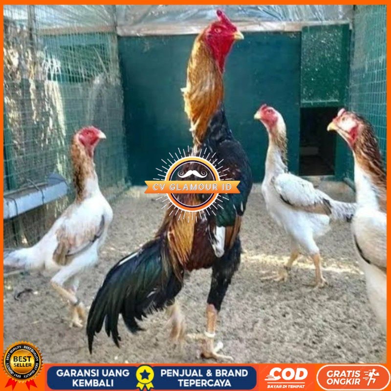 

TELUR AYAM SHAMO EROPA PURE LINE UNTUK DI TETASKAN CV GLAMOUR ID