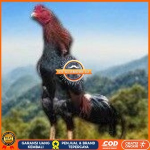 

telur tetas ayam shamo jumbo super garansi CV GLAMOUR ID