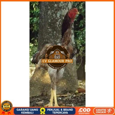 

TELUR AYAM KINGGOR / king GORILA SUPER UNTUK DI TETASKAN CV GLAMOUR PRO