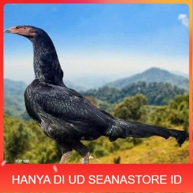 

telur ayam shamo eropa ori juara bisa untuk di tetaskan UD SEANASTORE ID