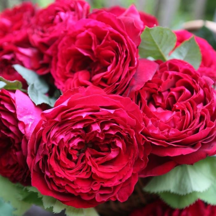 Tanaman Hidup Bunga Mawar Import GOSPEL-Mawar merah wangi