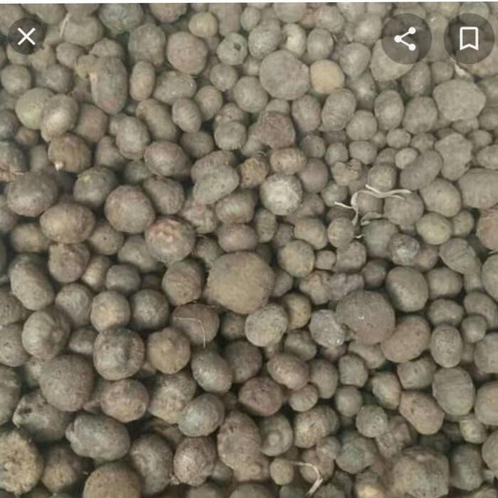 

jual katak porang buah iles 1/2 kg lk store